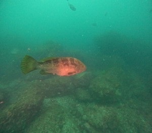 DCIM100GOPROGOPR4796.JPG
