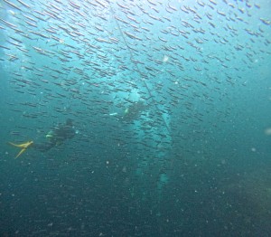 DCIM100GOPROGOPR4881.JPG