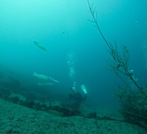 GOPR5484