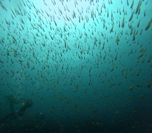 DCIM100GOPROGOPR5660.JPG