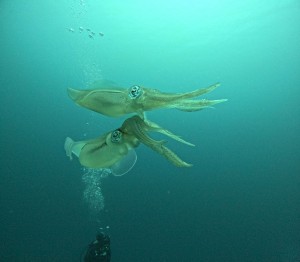 DCIM100GOPROGOPR9748.JPG