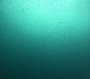 DCIM100GOPROGOPR9754.JPG