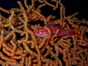 P5190017