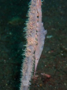 P5200031