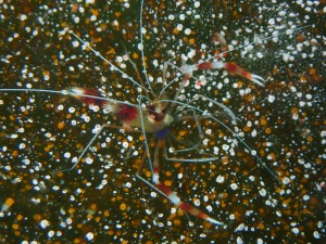 P5200127