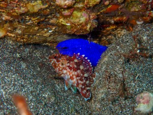 P5240092