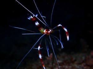 P5241277