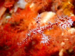 P5241342