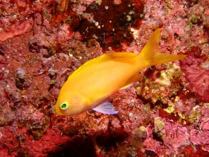 P5241353