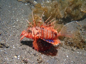 P5251453