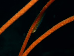 P5290682