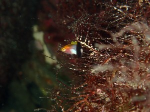 P5290725