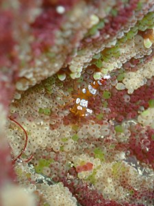 P5290774