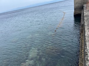 S__305971205_0
