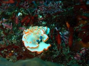 line_oa_chat_250504_191714