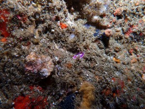 line_oa_chat_250504_191923