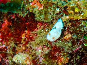 line_oa_chat_250504_193416
