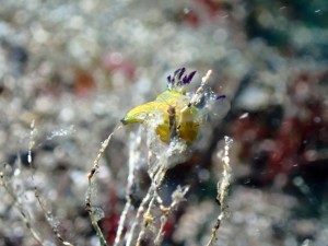 line_oa_chat_250510_155725