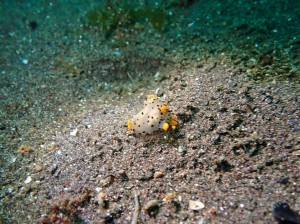 line_oa_chat_250511_160449