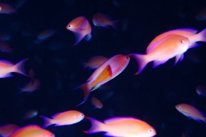 DSC00476