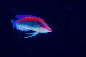 DSC00557