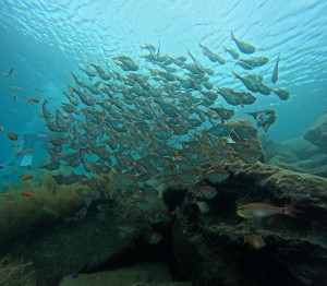 DCIM101GOPROGOPR0167.JPG