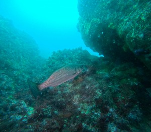 GOPR0208