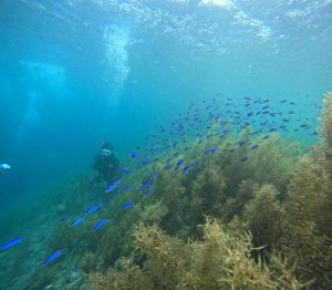 DCIM101GOPROGOPR0240.JPG