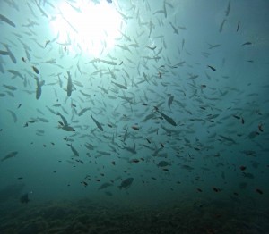 DCIM101GOPROGOPR0253.JPG