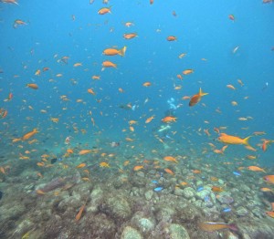 DCIM101GOPROGOPR0257.JPG