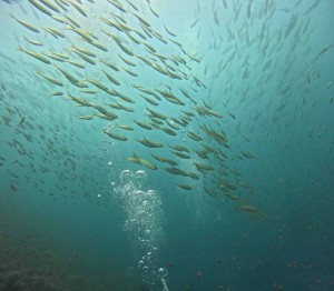 DCIM101GOPROGOPR0260.JPG