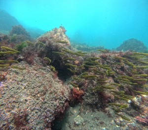 DCIM100GOPROGOPR0272.JPG
