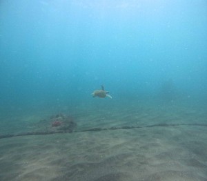 DCIM100GOPROGOPR0280.JPG