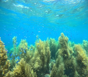 DCIM100GOPROGOPR0356.JPG