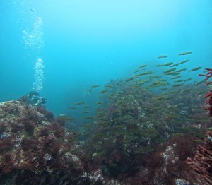 DCIM100GOPROGOPR0393.JPG