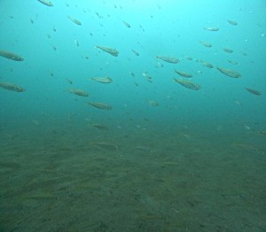 DCIM100GOPROGOPR0503.JPG