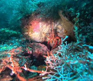 DCIM100GOPROGOPR0524.JPG