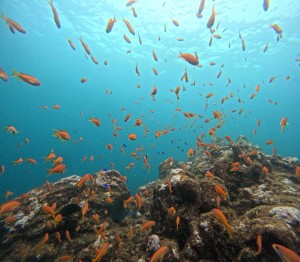 DCIM100GOPROGOPR0561.JPG
