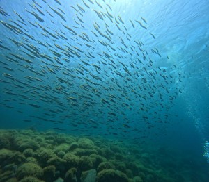 DCIM100GOPROGOPR0661.JPG