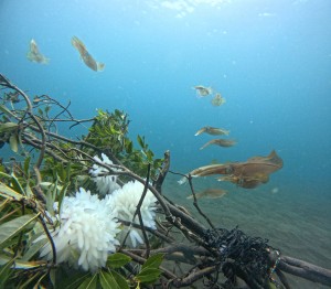 DCIM100GOPROGOPR5017.JPG