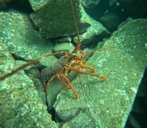 DCIM100GOPROGOPR5735.JPG