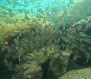 DCIM100GOPROGOPR5745.JPG