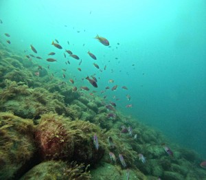 DCIM100GOPROGOPR5924.JPG
