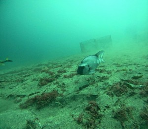 DCIM100GOPROGOPR5942.JPG