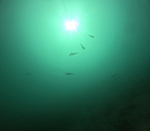 DCIM100GOPROGOPR9837.JPG