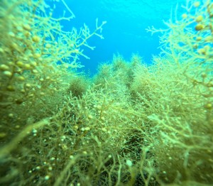 DCIM100GOPROGOPR9872.JPG