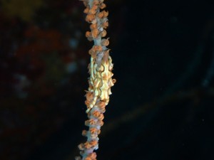 P6050011