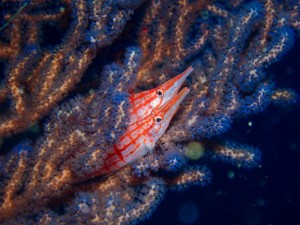 P6076910