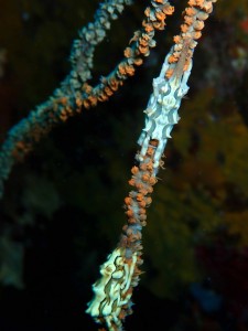 P6180008