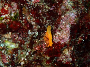 P6200075